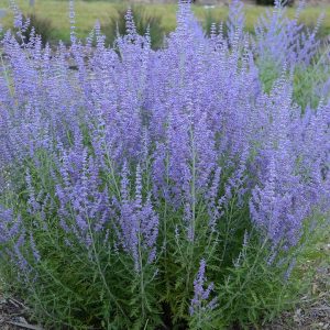PEROVSKIA ATRIPLICIFOLIA `BLUE JEAN BABY`