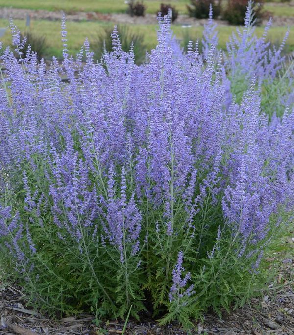 PEROVSKIA ATRIPLICIFOLIA `BLUE JEAN BABY`