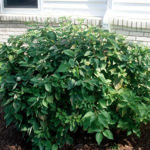 CORNUS AMOMUM