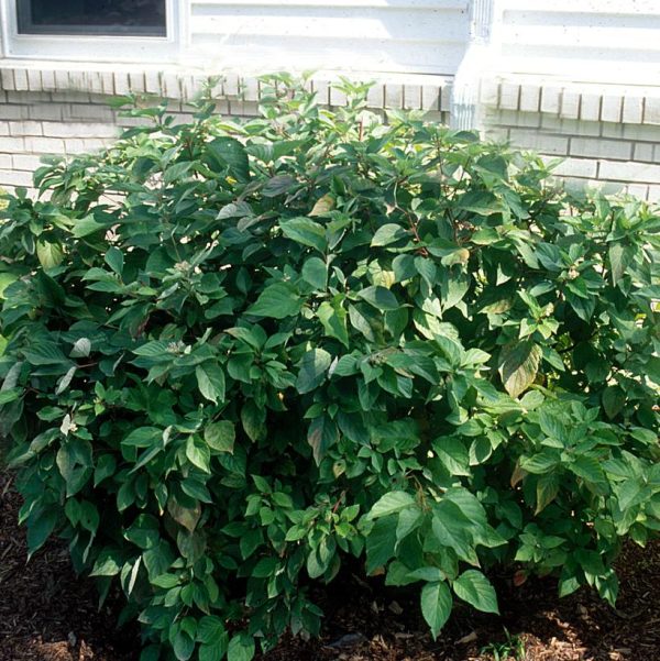 CORNUS AMOMUM