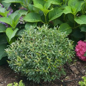 ILEX GLABRA `GEM BOX`