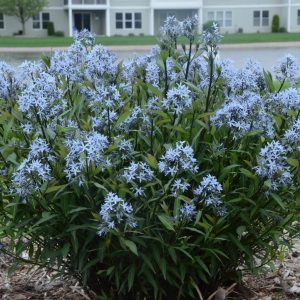 AMSONIA TABERNAEMONTANA `STORM CLOUD`