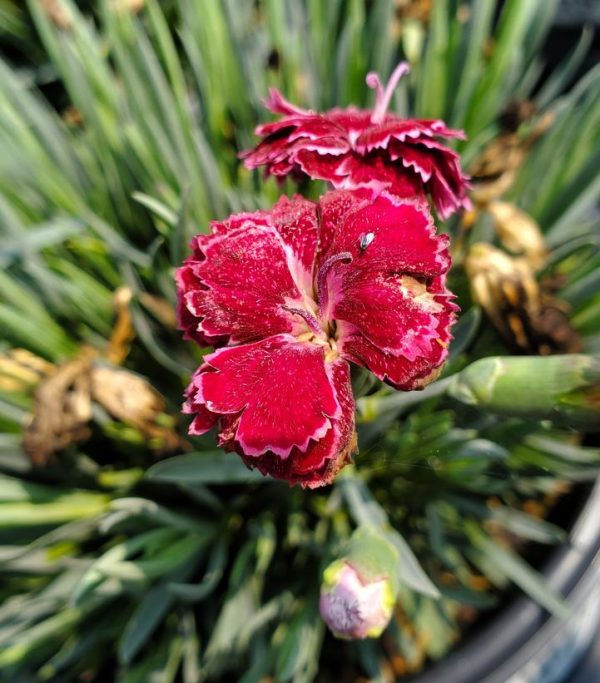 DIANTHUS F.P. `BLACK CHERRY FROST`