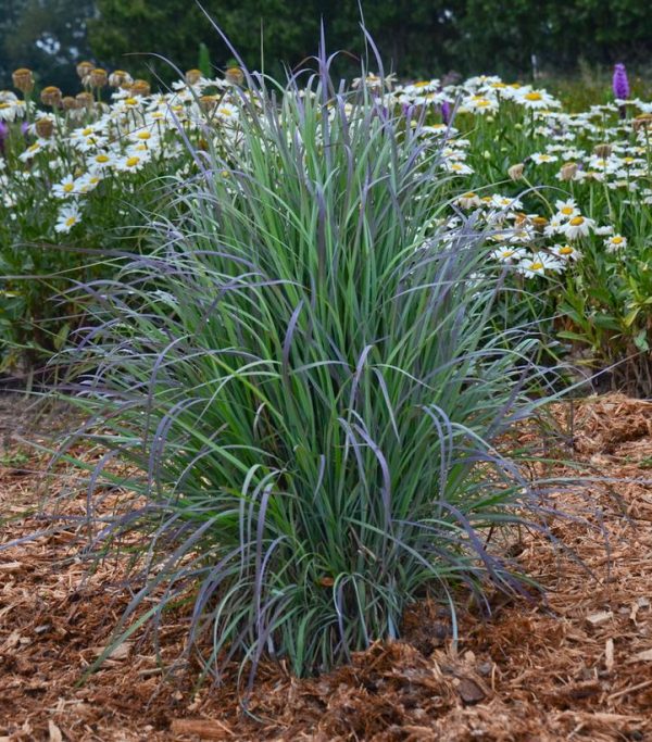 SCHIZACHYRIUM SCOPARIUM `TWILIGHT ZONE`