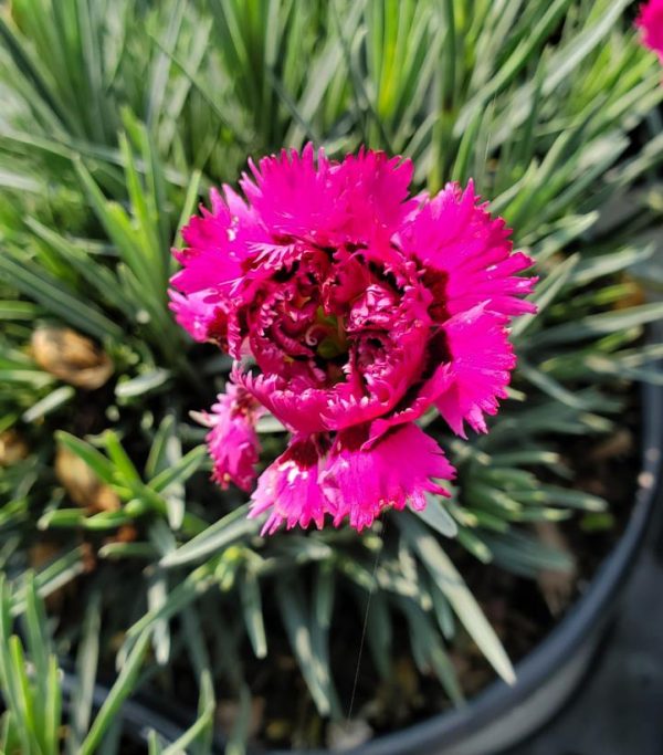 Dianthus FRUIT PUNCHr `Spiked Punch`