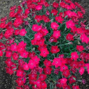 DIANTHUS `PAINT THE TOWN MAGENTA`
