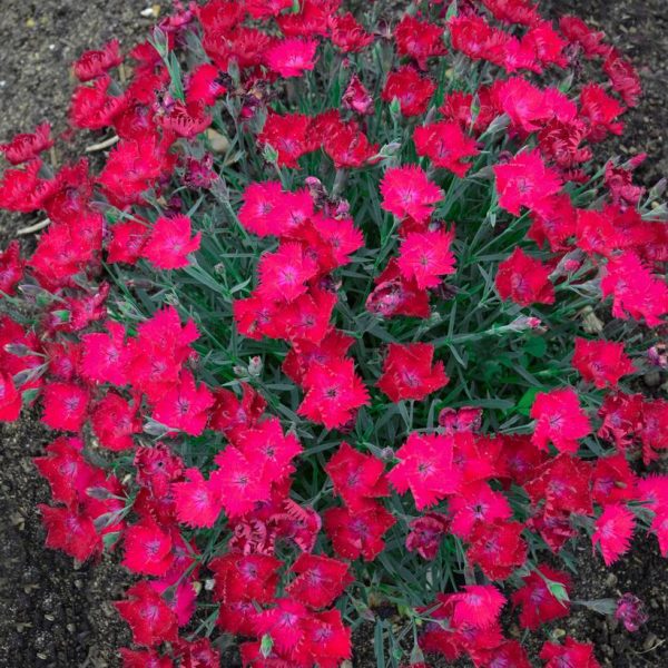 DIANTHUS `PAINT THE TOWN MAGENTA`