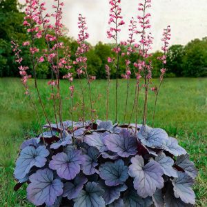 HEUCHERA DOLCE `SILVER GUMDROP`