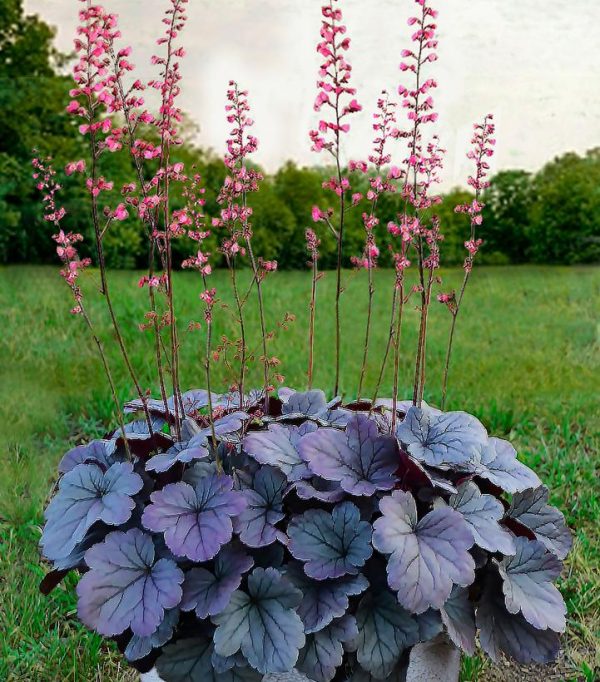 HEUCHERA DOLCE `SILVER GUMDROP`