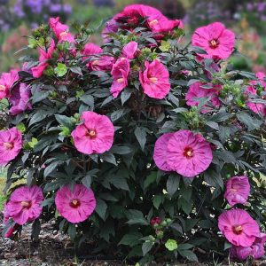 HIBISCUS SUMMERIFIC `BERRY AWESOME`