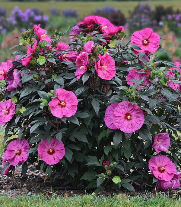HIBISCUS SUMMERIFIC `BERRY AWESOME`