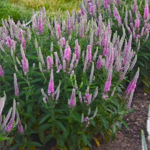 VERONICA MS `PINK POTION`