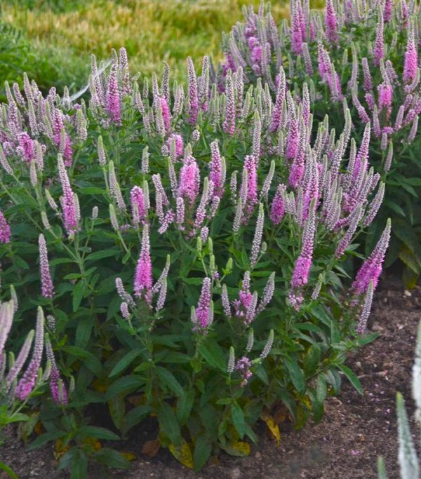 VERONICA MS `PINK POTION`
