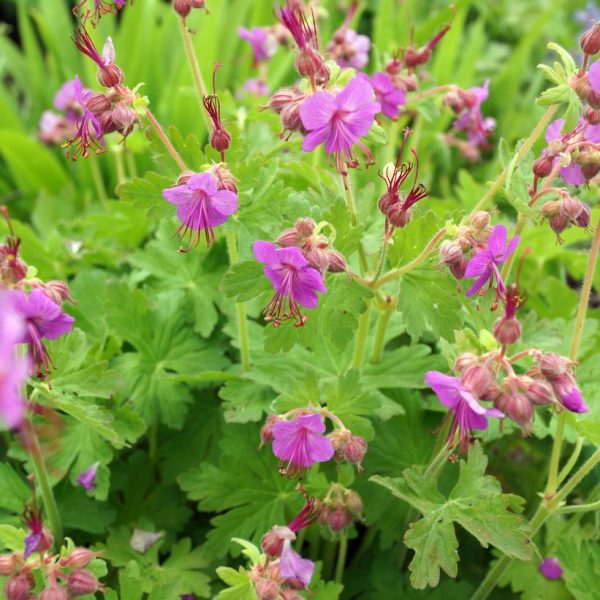 GERANIUM MACRORRHIZM `BEVANS VARIETY`