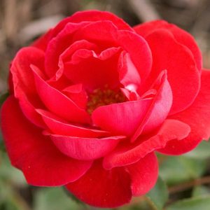 ROSA EE `COMO PARK`