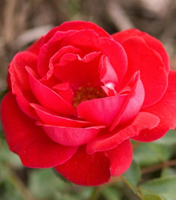 ROSA EE `COMO PARK`