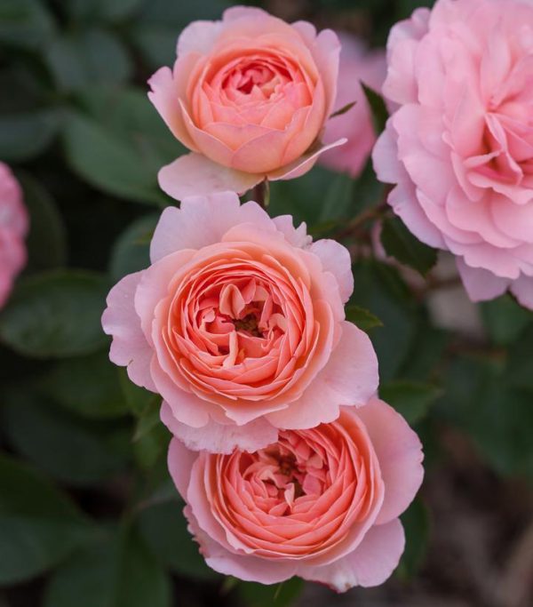 ROSA EE `CALYPSO`