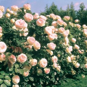 ROSA `EDEN` - CL