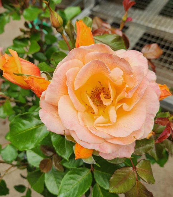 CG - ROSA `GILDED SUN`