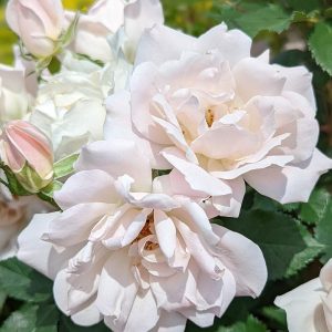 ROSA `ICECAP`