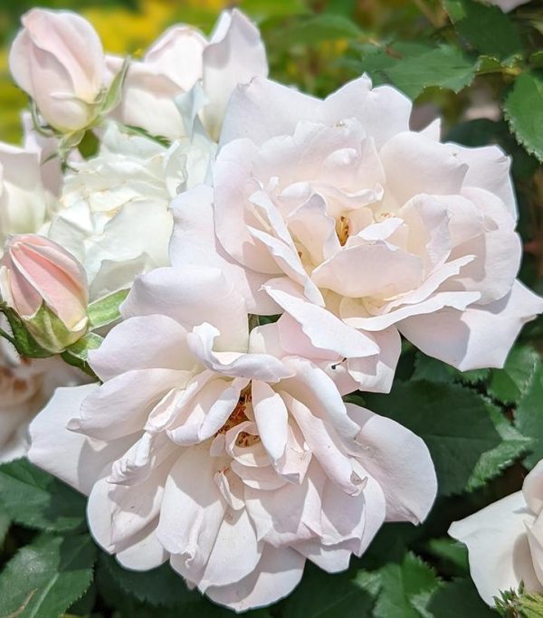 ROSA `ICECAP`