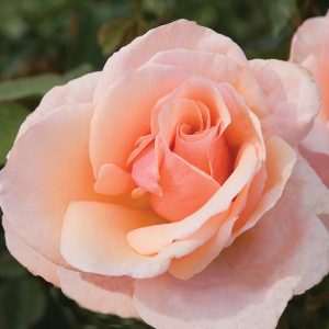 ROSA `MOTHER OF PEARL`