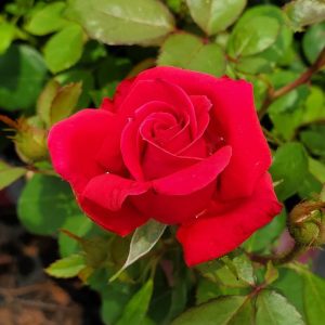ROSA EE `MY GIRL`
