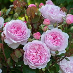 ROSA `OLIVIA ROSE AUSTIN`