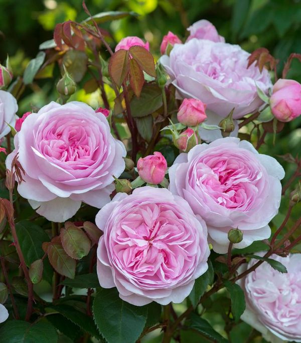 ROSA `OLIVIA ROSE AUSTIN`
