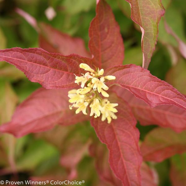 DIERVILLA RIVULARIS `KODIAK ORANGE`