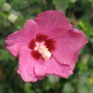 HIBISCUS SYR. `LIL` KIM RED`