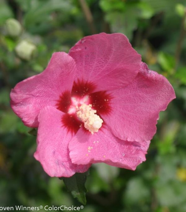 HIBISCUS SYR. `LIL` KIM RED`