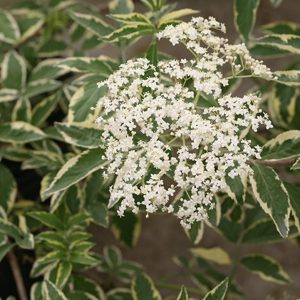 SAMBUCUS `INSTANT KARMA`