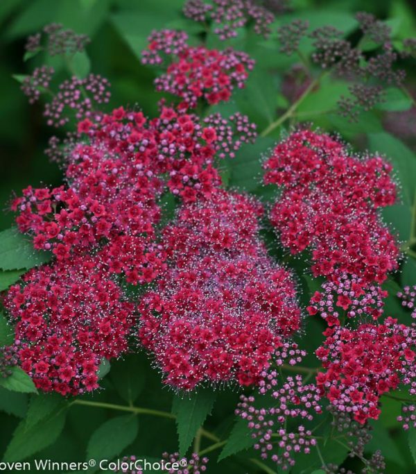 SPIRAEA JAPONICA DOUBLE PLAY `RED`