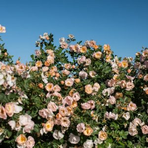 ROSA `ABOVE AND BEYOND`
