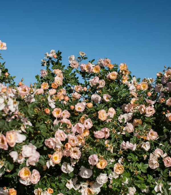 ROSA `ABOVE AND BEYOND`