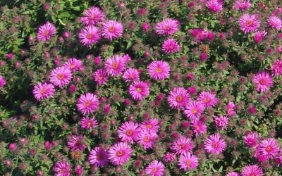September Gardening Tips for Southeastern Wisconsin
