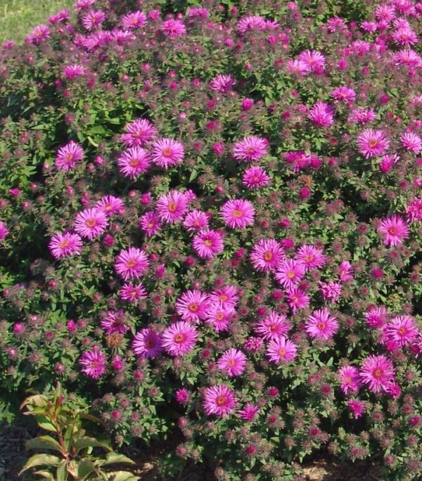 ASTER `VIBRANT DOME`