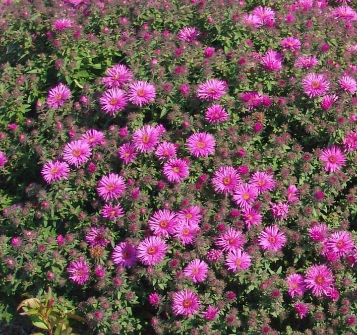 September Gardening Tips for Southeastern Wisconsin