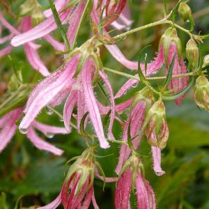 CAMPANULA `PINK OCTOPUS`