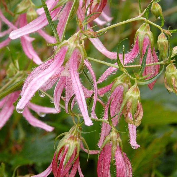 CAMPANULA `PINK OCTOPUS`