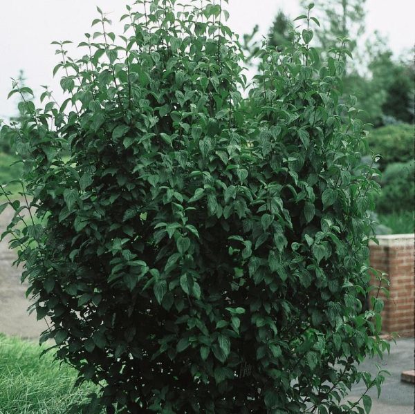 CORNUS MAS `GOLDEN GLORY`