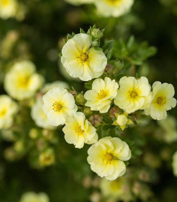 POTENTILLA FRUT. `LEMON MERINGUE`