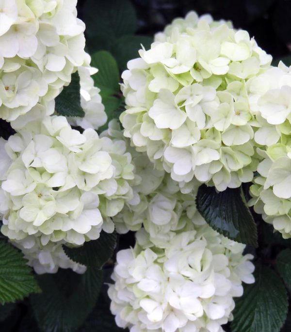 VIBURNUM PLICATUM `OPENING DAY`