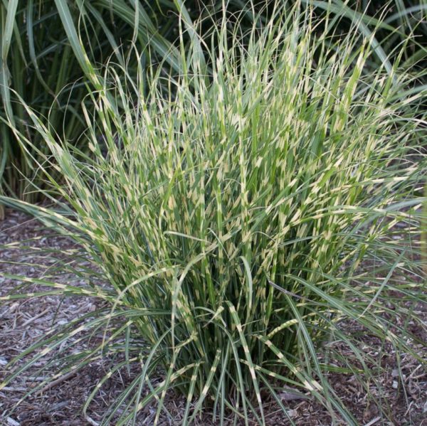 MISCANTHUS `BANDWIDTH` (STERILE)