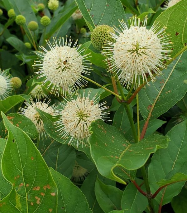 CEPHALANTHUS MAGICAL `MOONLIGHT`