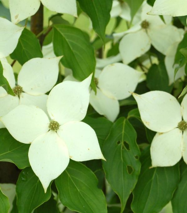 CORNUS KOUSA `MILKY WAY`