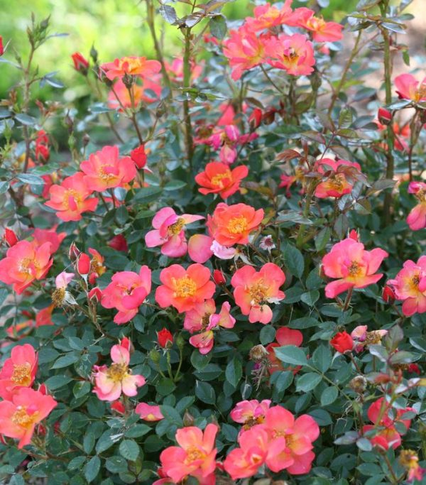 ROSA `OSO EASY HOT PAPRIKA`