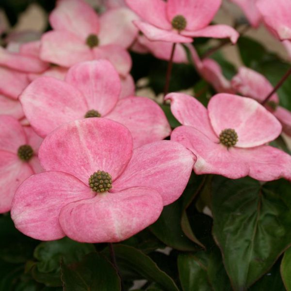 CORNUS KOUSA `HEART THROB`