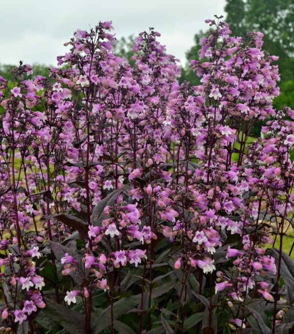 PENSTEMON `MIDNIGHT MASQUERADE`